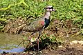 Southern lapwing (Vanellus chilensis cayennensis)