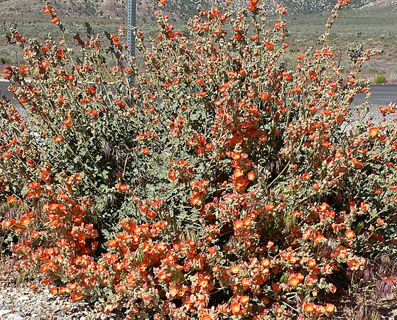 Sphaeralcea ambigua 4