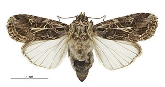 Spodoptera litura female