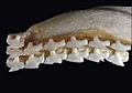 Squalus acanthias upper teeth