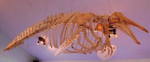 Squelette Delphinapterus leucas rdl