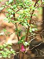 Starr-110307-2508-Fuchsia microphylla-leaves and flowers-Kula Botanical Garden-Maui (25051861376)