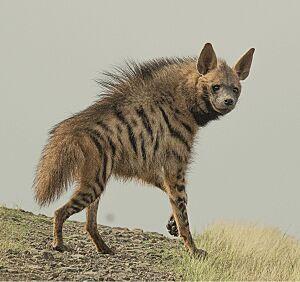 Striped hyena (Hyaena hyaena) - cropped