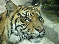 Sumatran Tiger 22