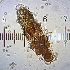 TardigradeEggsInShedCuticle