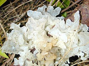 Tremella closeup