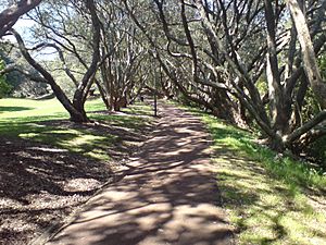 Walking Path In The Auckland Domain