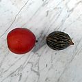 Wodyetia bifurcata fresh seed and fruit 02