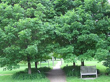 World of trees Guelph Arboretum