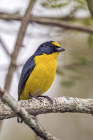 Yellow-throated euphonia (Euphonia hirundinacea hirundinacea) male Copan.jpg