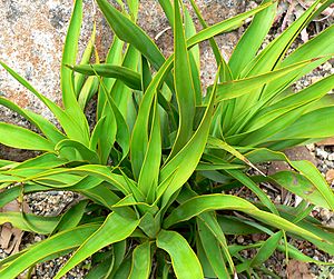 Yucca rupicola 2.jpg