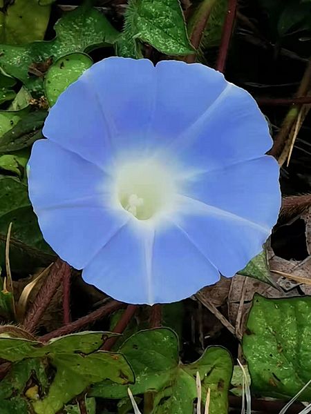 牽牛花 Ipomoea nil 20210321102223 01