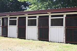 1961 - Glen Innes Showground - Stables (5062627b12)