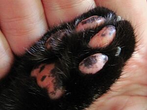 A tortoiseshell cat's speckled paw-pads