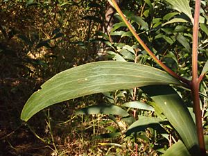 Acacia elacantha leaf