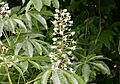 Aesculus assamica (Assam Horse-chestnut), Bjoka Gewog, Zhemgang, Bhutan 179092185.jpg