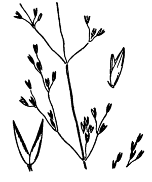 Agrostis humilis drawing.png