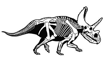 Agujaceratops.jpg