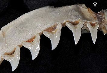 Alopias superciliosus female teeth2