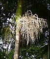 Archontopheonix alexandrae flowering