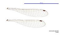 Austrocnemis splendida female wings (34664727702)