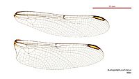 Austrogomphus ochraceus male wings (34215782564)