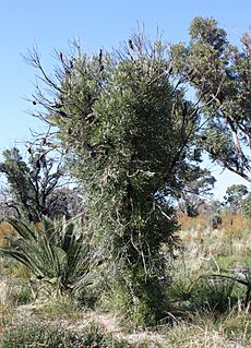 Banksia attenuata resprouter