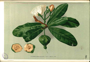 Barringtonia speciosa Blanco2.305