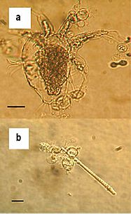 Batrachochytrium dendrobatidis