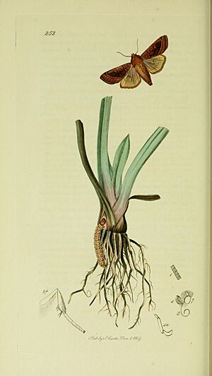 Britishentomologyvolume5Plate252