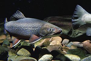 Brook trout swims in native stream underwater fish image