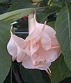 Brugmansia bianca rose