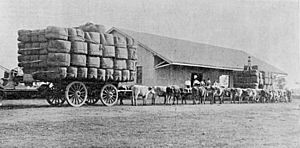 Bullock team with a wool wagon at the Railway Station in Mitchell Queensland 1898