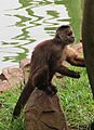 C. olivaceus Zoo SP 2