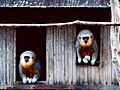 Callicebus moloch (sensu stricto) -Brazil-8