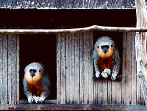 Callicebus moloch (sensu stricto) -Brazil-8.jpg