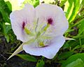 Calochortus eurycarpus