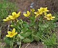 Caltha palustris var himalensis W IMG 7242