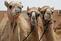 Camels in Al Ain