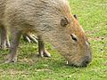 Capybara at Shepreth