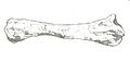 Chienkosaurus ulna