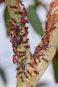 Common jassid nymphs and ants02