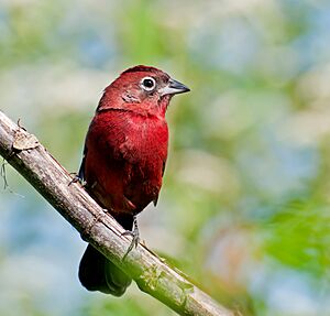 Coryphospingus cucullatus -Piraju, Sao Paulo, Brazil-8.jpg