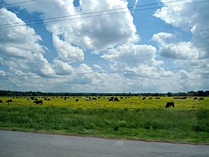 Cows in flowered pasture near Mulberry, AR