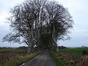 Dark Hedge, Bregagh Road Looking from the 'Outside' - geograph.org.uk - 515098