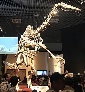 Large skeleton