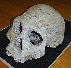 Dmanisi cranium D2700 (B).jpg