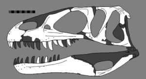 Dubreuillosaurus reconstructed skull.png