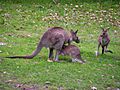 Eastern Grey Kangaroo, Nowra