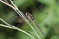 Eastern blacktail (Nesciothemis farinosa) female 2